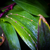 NOELLE Lange Goldkette mit bunten Steinen - 925 Silber