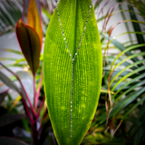 Collier long en forme de Y SKYLAR / Collier sautoir en argent sterling 925